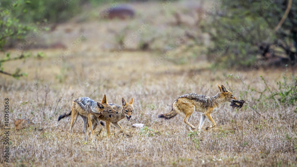 Black-backed jackal in Kruger National park, South Africa Black-backed jackal in Kruger National park, South Africa