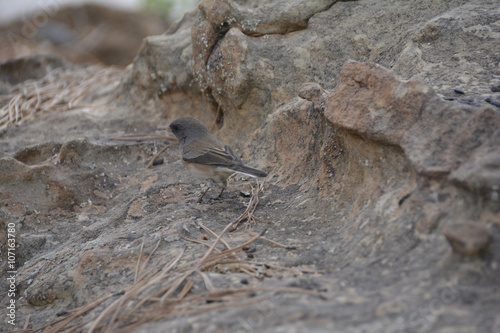 Southwest USA Beautiful Dark-eyed Junco  is a medium-sized sparrow with a rounded head a short  stout bill and a fairly long  conspicuous tail.