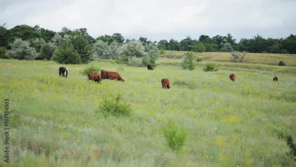 Cows graze in the meadow and eating grass Cows graze in the meadow and eating grass