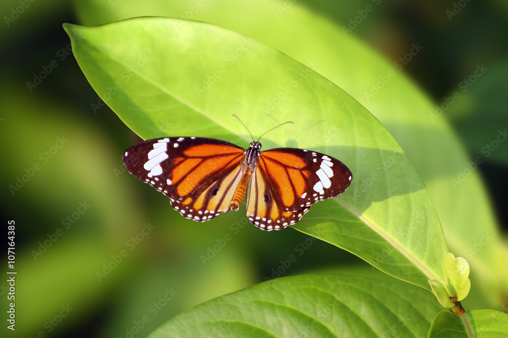 Obraz premium Butterfly on leaf green background