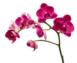 Orchid flowers isolated on white background