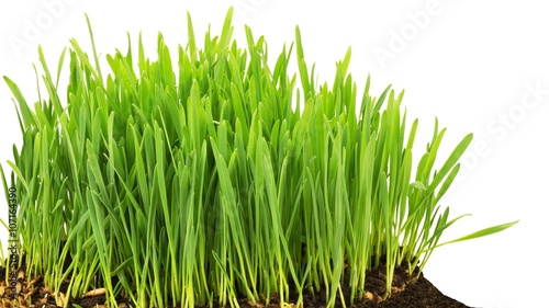 Grass start to grow isolated at white background