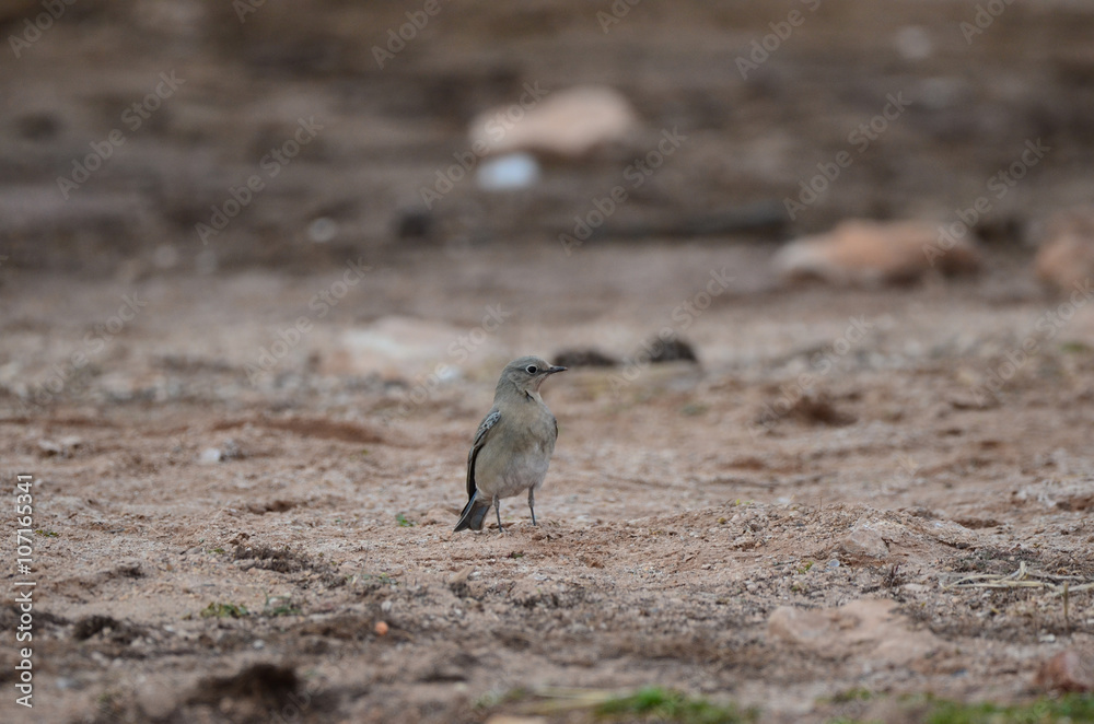 Southwest USA Beautiful Wild migratory birds Southwest USA Beautiful Wild migratory birds