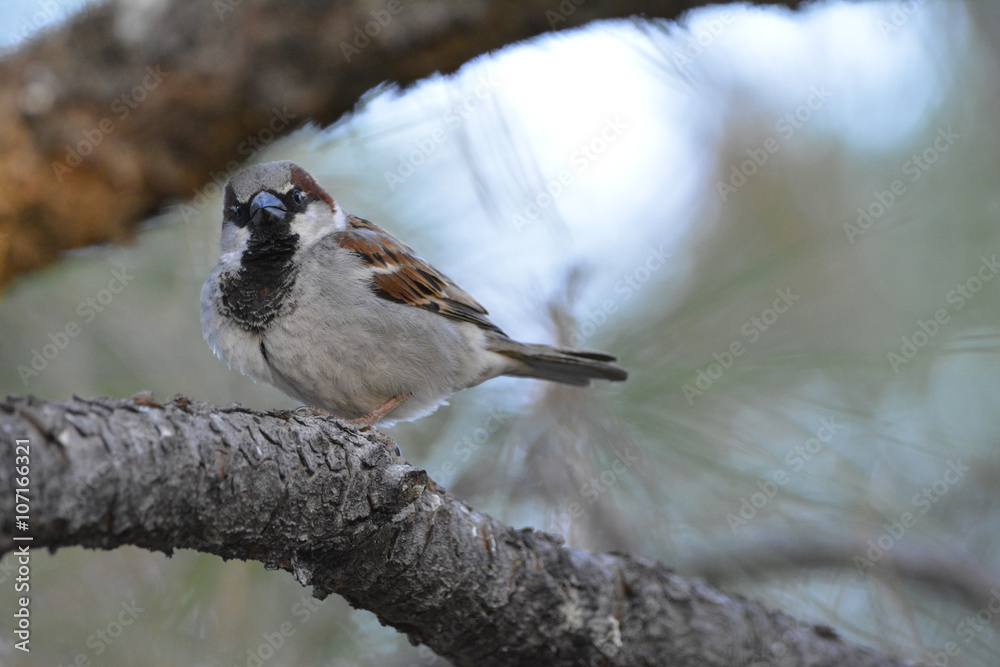 Southwest USA Beautiful Black bill Male House Sparrow Black mask, throat, and breast. Male are brightly colored birds with gray heads, white cheeks, a black bib. Southwest USA Beautiful Black bill Male House Sparrow Black mask, throat, and breast. Male are brightly colored birds with gray heads, white cheeks, a black bib.