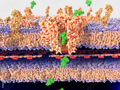Antibiotika passieren eine Bakterienwand durch einen Porin-Kanal photo