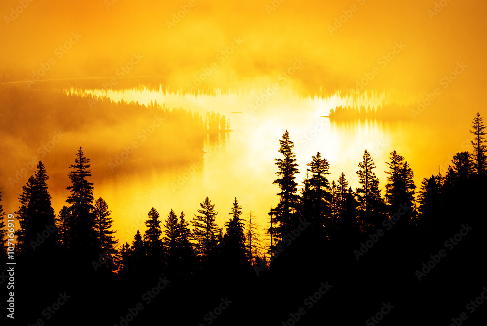 Forrest in Autumn with Mist and Sunlight Forrest in Autumn with Mist and Sunlight