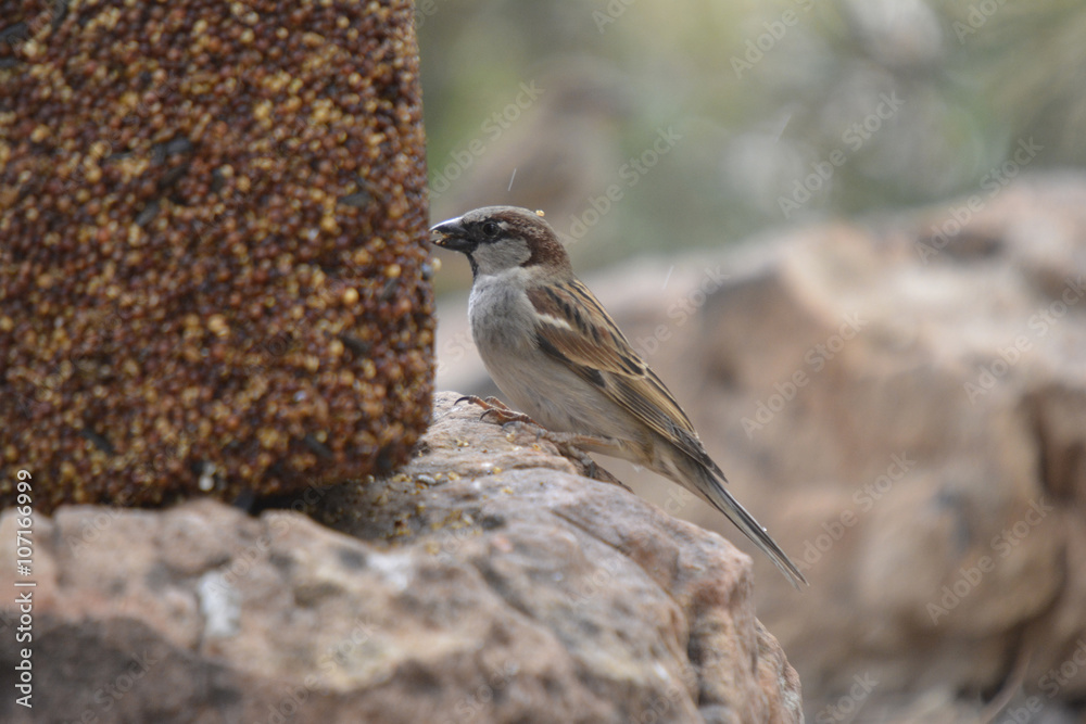 Naklejka premium Southwest USA Beautiful Black bill Male House Sparrow Black mask, throat, and breast. Male are brightly colored birds with gray heads, white cheeks, a black bib.
