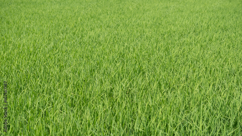 green rice fields