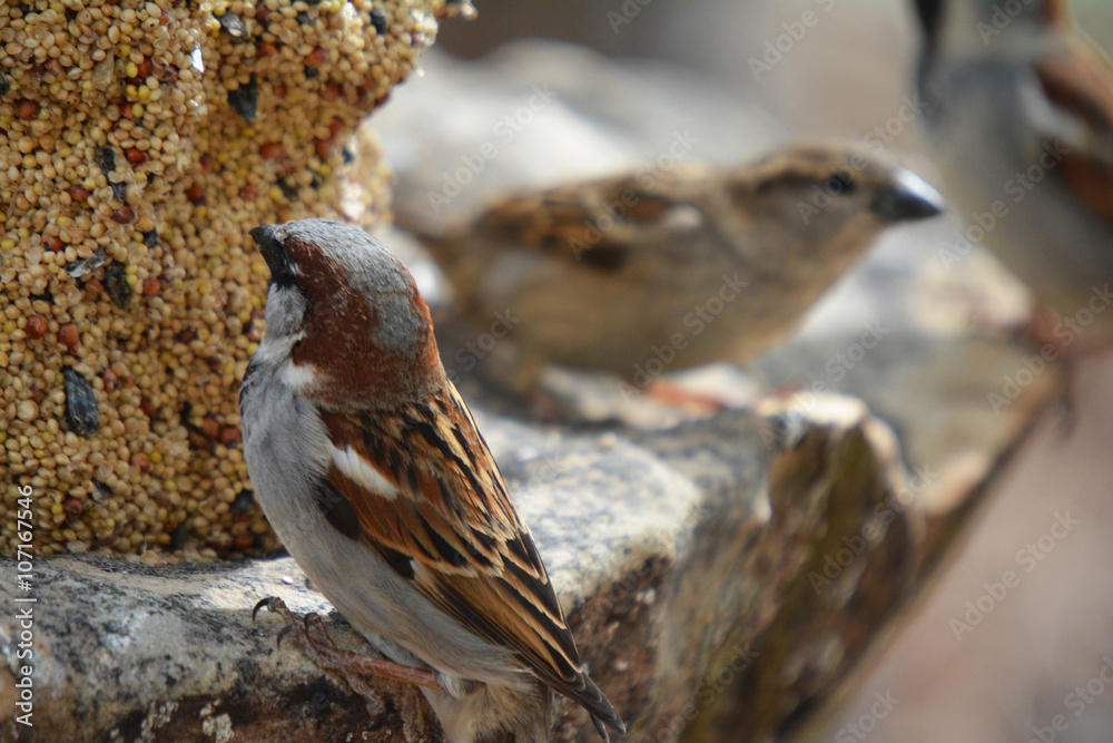 Southwest USA Beautiful Black bill Male House Sparrow Black mask, throat, and breast. Male House Sparrows are brightly colored birds with gray heads, white cheeks, a black bib. Southwest USA Beautiful Black bill Male House Sparrow Black mask, throat, and breast. Male House Sparrows are brightly colored birds with gray heads, white cheeks, a black bib.