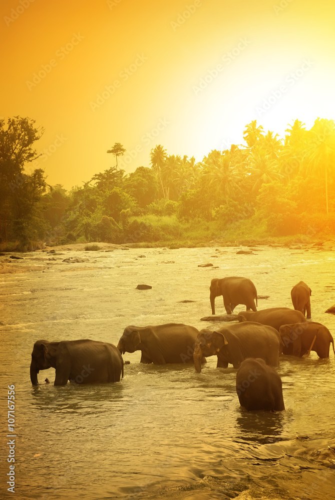 Elephants and bright sunrise