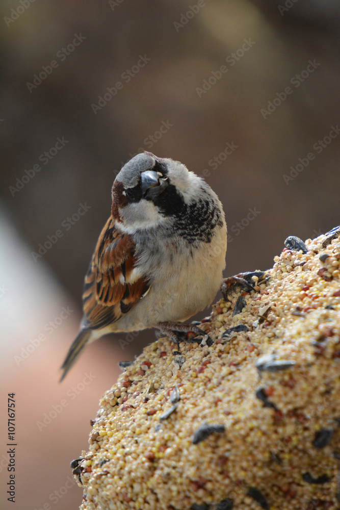 Southwest USA Beautiful Black bill Male House Sparrow Black mask, throat, and breast. Male House Sparrows are brightly colored birds with gray heads, white cheeks, a black bib. Southwest USA Beautiful Black bill Male House Sparrow Black mask, throat, and breast. Male House Sparrows are brightly colored birds with gray heads, white cheeks, a black bib.
