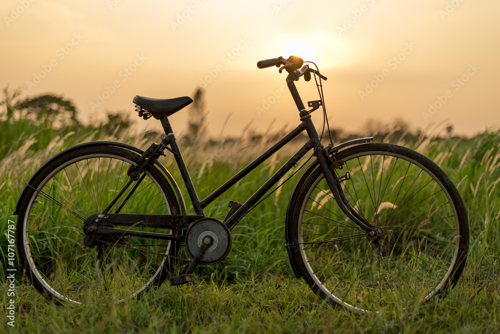 Beautiful  Green Grass Wild Flowers and Vintage Bicycle at Sunset