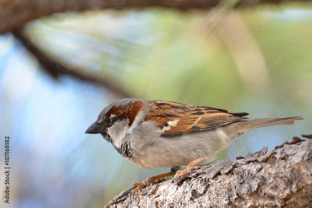 Southwest USA Beautiful Black bill Male House Sparrow Black mask, throat, and breast. Male House Sparrows are brightly colored birds with gray heads, white cheeks, a black bib Southwest USA Beautiful Black bill Male House Sparrow Black mask, throat, and breast. Male House Sparrows are brightly colored birds with gray heads, white cheeks, a black bib