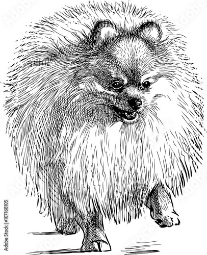 fluffy lap dog