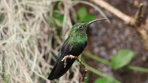 Green-Throated Carib Hummingbird photo