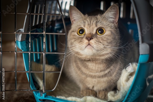 Cat inside pet carrier