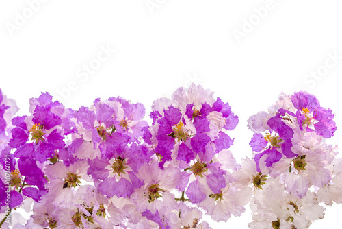 White & Pink flowers blooming background isolated on white
