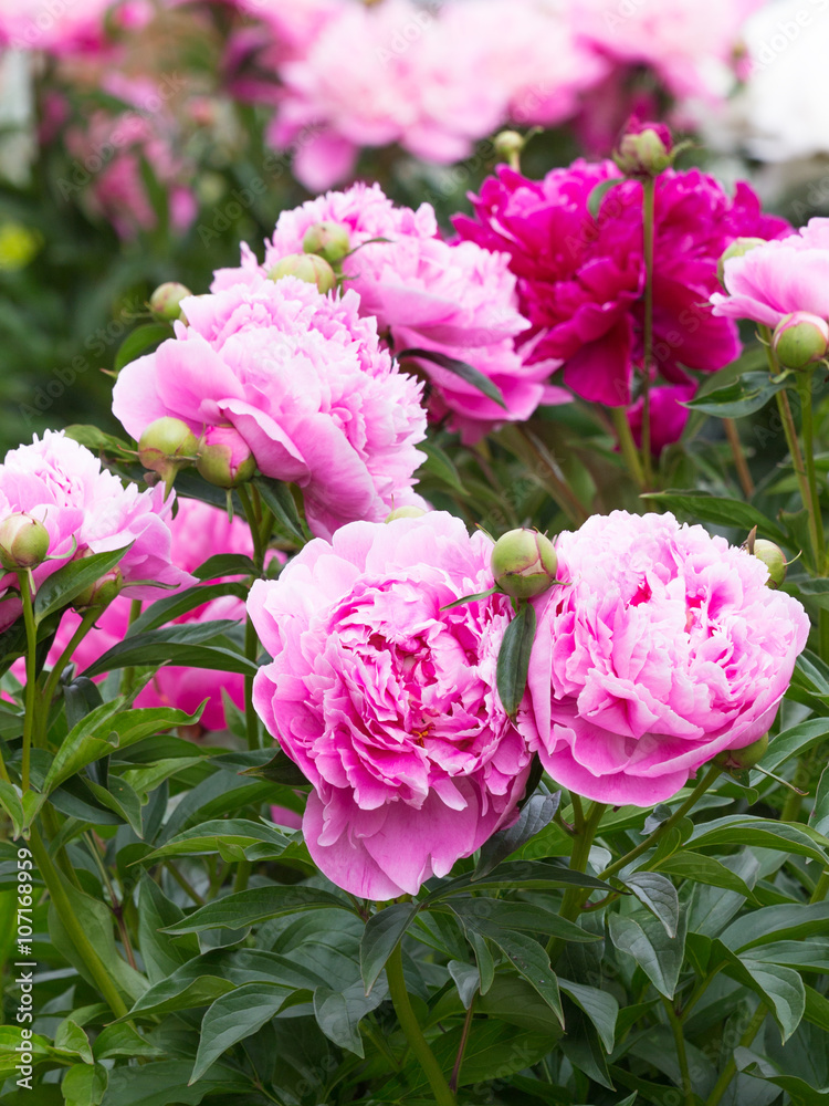 flowers bright pink fragrant peonies