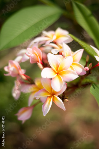 Plumeria