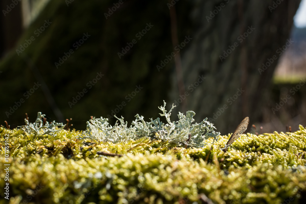 Fototapeta premium Lichen pseudovernia furfuracea (tree moss) on moss covered dead tree trunk.