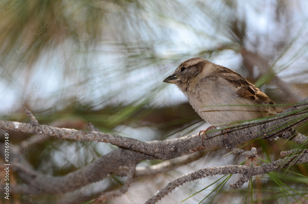 Southwest USA Beautiful Dark streaks Female House Sparrow Underparts grayish, upperparts brownish black with dark streaks. Females are a plain buffy-brown overall with dingy gray-brown underparts. Southwest USA Beautiful Dark streaks Female House Sparrow Underparts grayish, upperparts brownish black with dark streaks. Females are a plain buffy-brown overall with dingy gray-brown underparts.