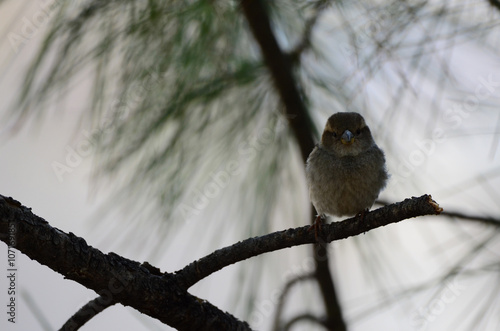 Southwest USA Beautiful Dark streaks Female House Sparrow Underparts grayish, upperparts brownish black with dark streaks. Females are a plain buffy-brown overall with dingy gray-brown underparts. photo