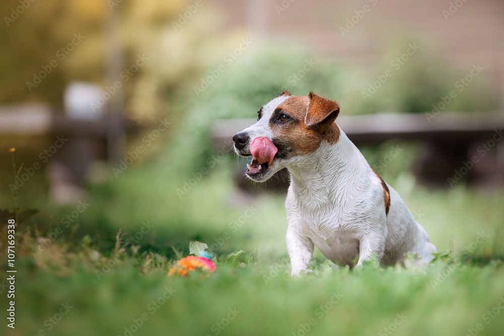 Dog breed Jack Russell Terrier walks on nature