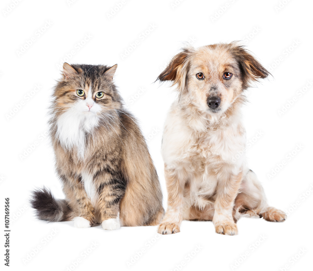 Cat and dog isolated on white 