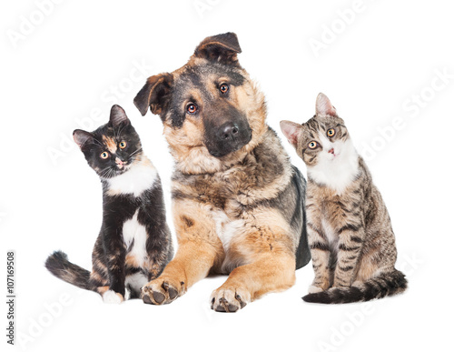 Funny group of two cats and one dog with heads turned into one side 