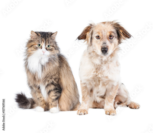 Cat and dog isolated on white 
