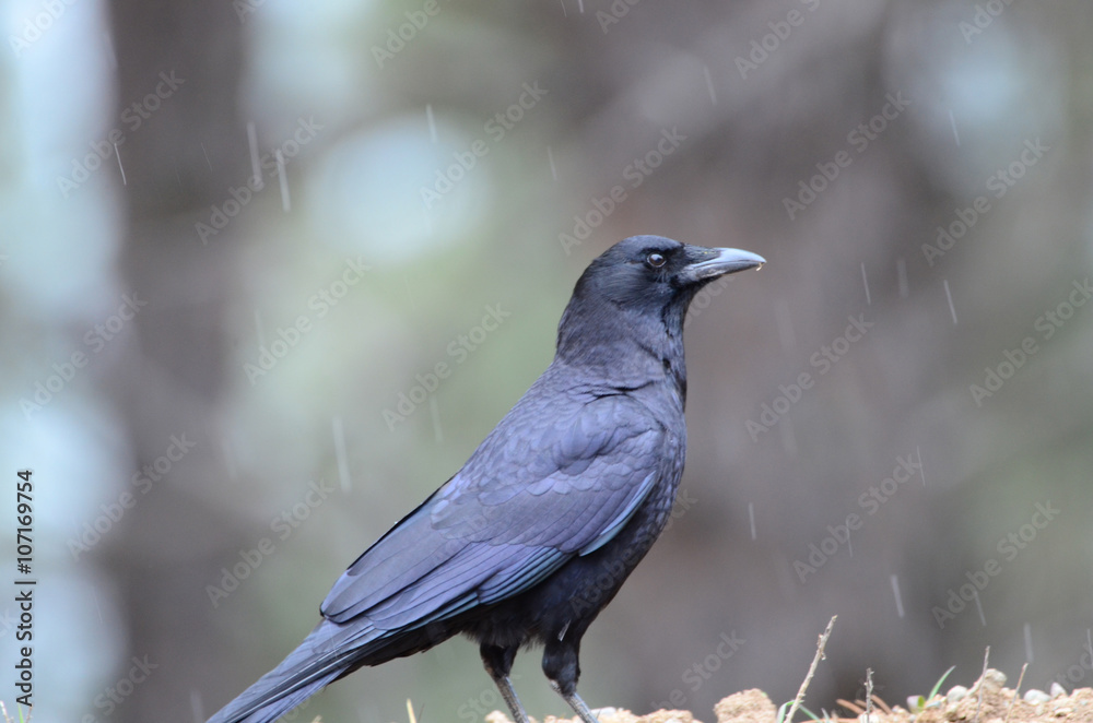 Southwest USA Beautiful Common Raven or American Crow, are entirely black, right down to the legs, eyes, and beak. Feathers covering nostrils and base of bill. Southwest USA Beautiful Common Raven or American Crow, are entirely black, right down to the legs, eyes, and beak. Feathers covering nostrils and base of bill.