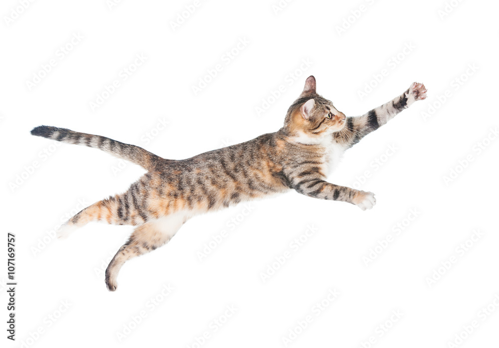 Naklejka premium Śmieszny kot latający w powietrzu na białym tle