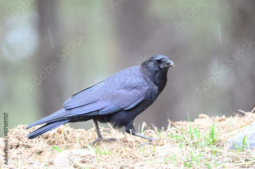 Southwest USA Beautiful Common Raven or American Crow, are entirely black, right down to the legs, eyes, and beak. Feathers covering nostrils and base of bill.