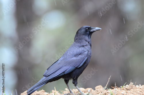 Southwest USA Beautiful Common Raven or American Crow, are entirely black, right down to the legs, eyes, and beak. Feathers covering nostrils and base of bill.