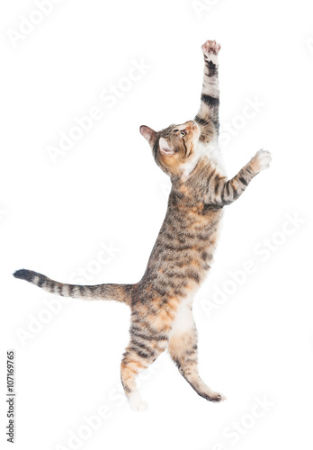 Funny cat walking on its hind legs isolated on white