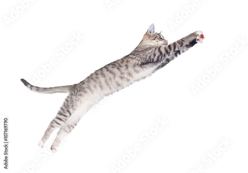 Funny cat jumping to catch a toy isolated on white © Rita Kochmarjova
