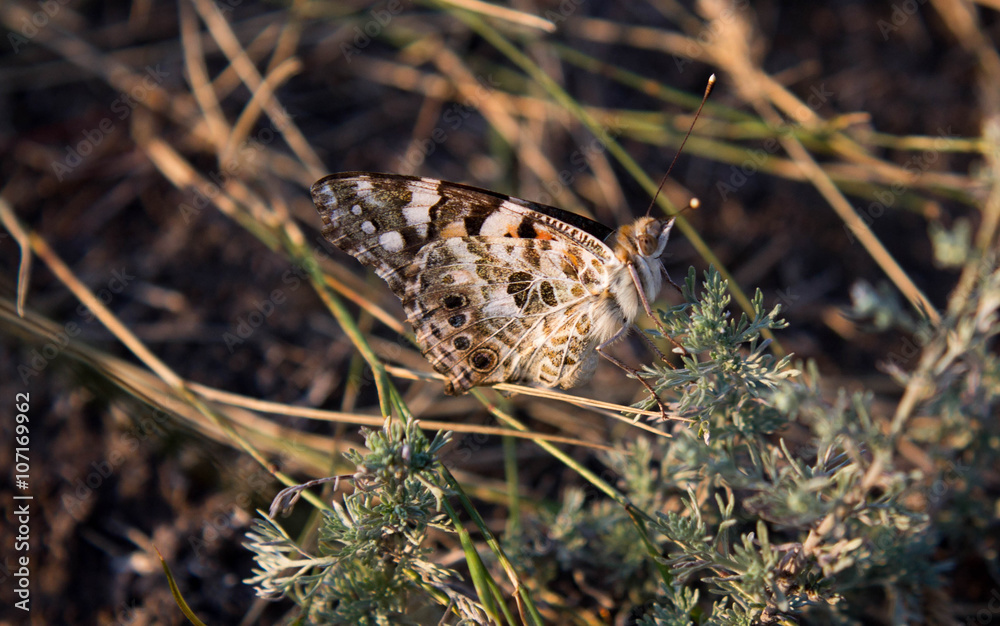 Urticaria (butterfly) Urticaria (butterfly)