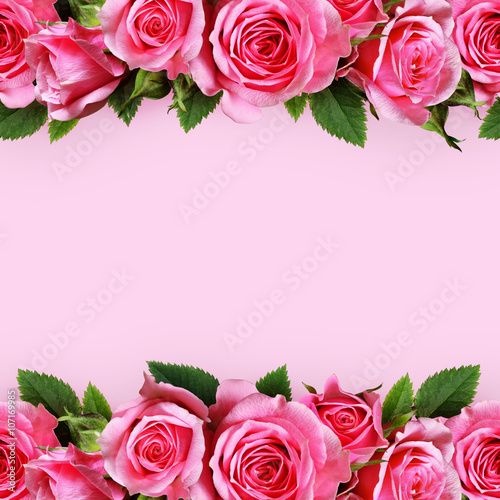 Rose flowers dorders © Ortis