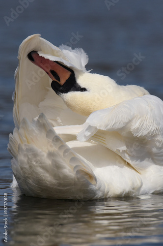 Mute Swan, cygnus olor