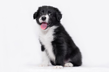 Border collie puppy
