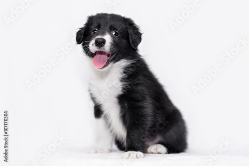 Border collie puppy © brusnikaphoto