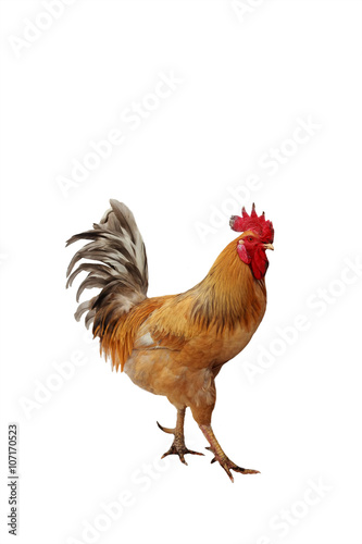 red beautiful rooster strutting on a white background isolated