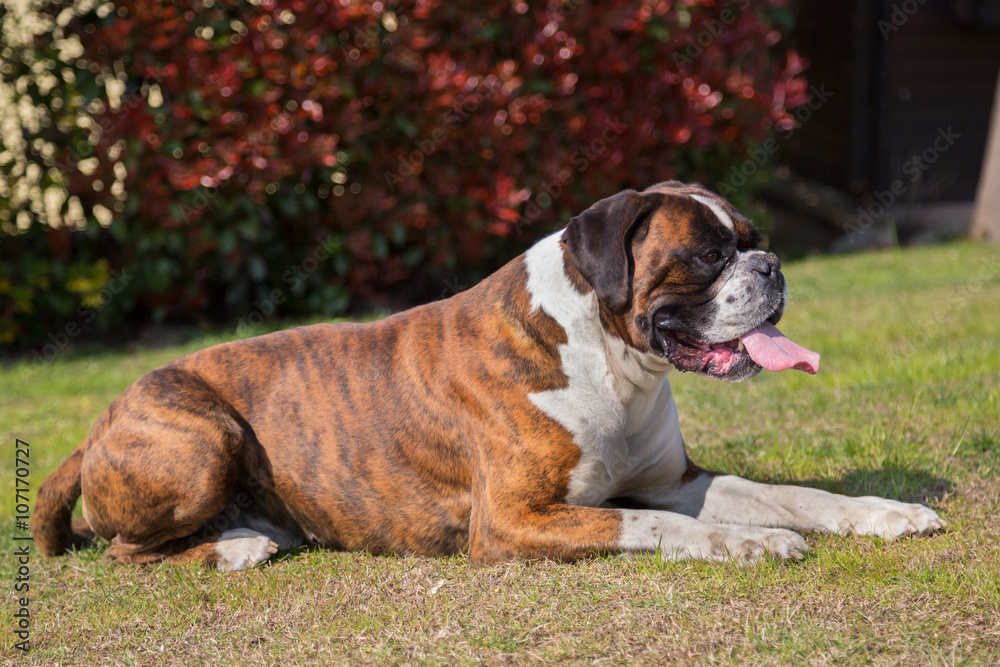 Profile of boxer sitting on a green field, Italy