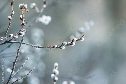 beautiful fluffy sprig of willow blossomed in early spring