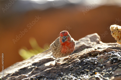 Southwest USA Beautiful Red Male House Finches are small, bright orange red on forehead, throat, and breast Brown back streaking thick grayish bill
 photo