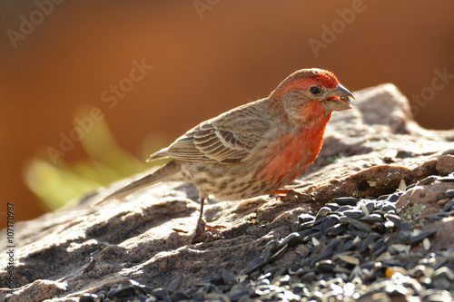 Southwest USA Beautiful Red Male House Finches are small, bright orange red on forehead, throat, and breast Brown back streaking thick grayish bill 