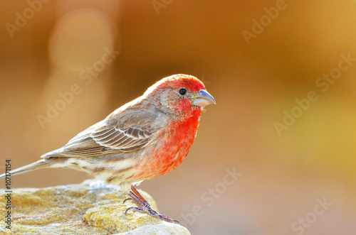Southwest USA Beautiful Red Male House Finches are small bright orangish red on forehead, throat, and breast Brown back streaking thick grayish bill