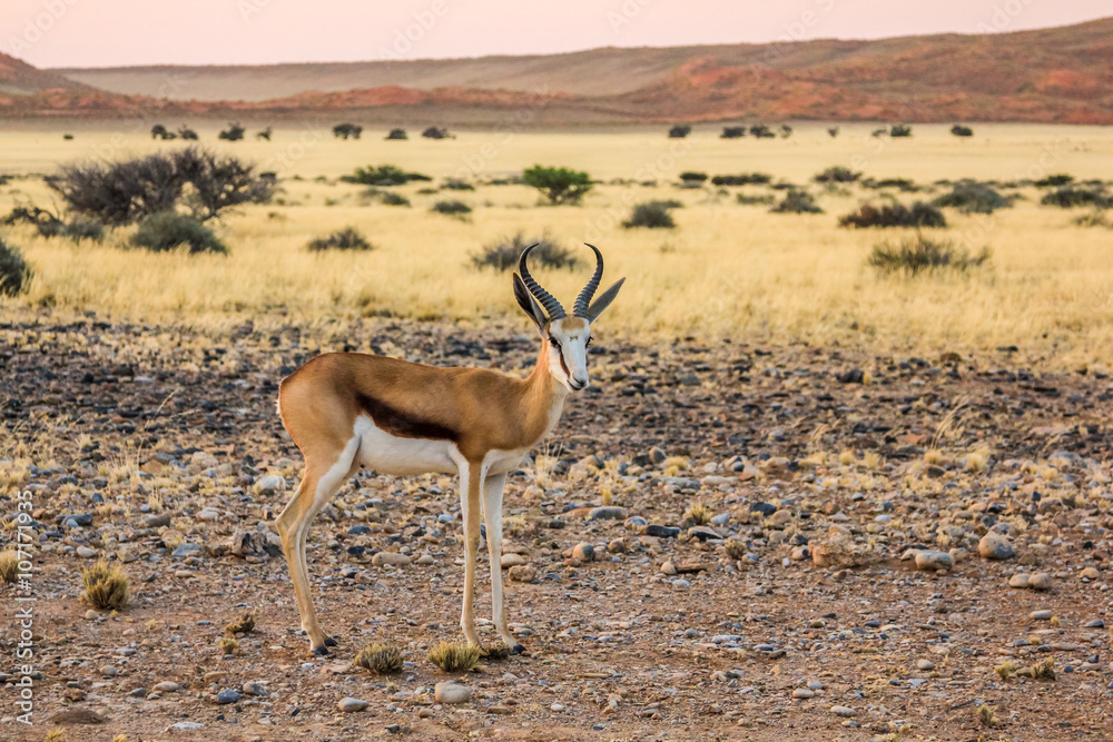 Springbok solitary at sunset in the Namib Desert, Namibia, season dry. Springbok solitary at sunset in the Namib Desert, Namibia, season dry.