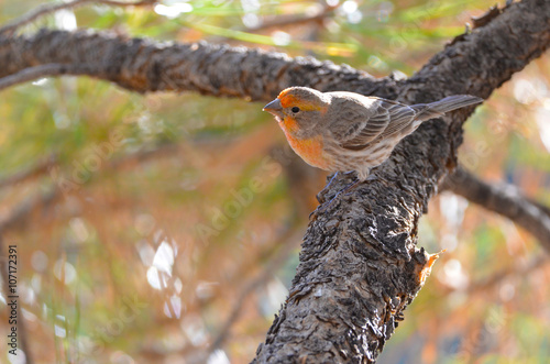 Southwest USA Beautiful Orange Male House  Bright orange red on forehead, throat, and breast Brown back and wings Thick brown streaking thick grayish bill
 photo