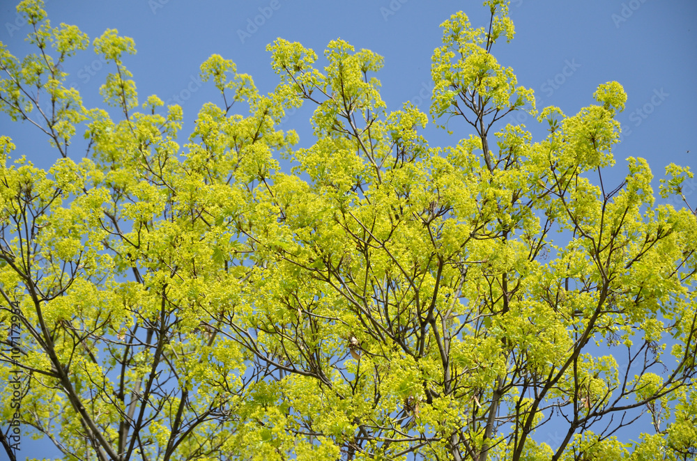 Tree top with fresh green leaves enlightened by spring sun with blue sky behind Tree top with fresh green leaves enlightened by spring sun with blue sky behind